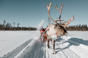 Lapland Safariksen virtuaalisafarilla pääsee proajelulle. 