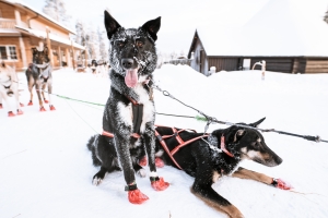 Suomalaisia kiinnostavat erityisesti lyhyet huskyajelut, joissa pääsee kokeilemaan aktiviteettia matalalla kynnyksellä”, Villi Pohjolan toimitusjohtaja Sami Päivike kertoo.