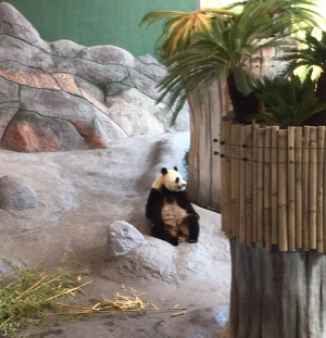 Pandat ovat kiinnostaneet kävijöitä, Ähtärin kävijämäärät ovat kasvaneet huomattavasti. Kuvassa Lumi. 